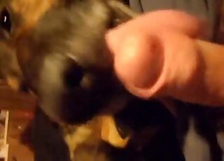 Dude shows off his juicy penis and feeds dog this gorgeous peen