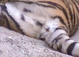 Sexy tiger showing its massive cock in a voyeur-style porn video