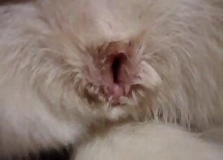 Awesome closeup zoophile video with an animal pussy exposed hard
