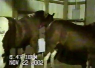 Barnyard porn movie showing two very sexy animals getting it on