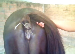 Guy's colossal cock is being inserted into this animal's fuckhole