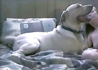 Playful amateur girl with a hot pussy fucks a white dog on the bed