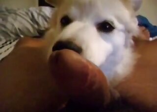 Dude's cock is being licked thoroughly by a nice-looking creature