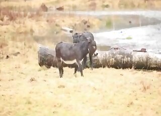 Awesome outdoor porn movie showing two dark beasts fucking hard