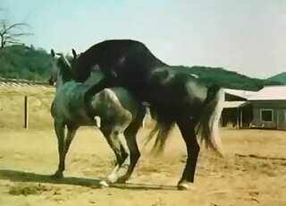 Zoophilic porn scene dealing with hot animals that fuck outdoors