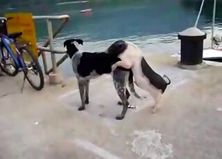 Two animals happily fucking by the water just because they can