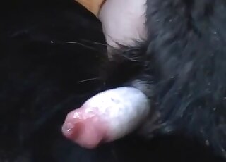 Black dog's oversized cock is being showcased in free XXX here