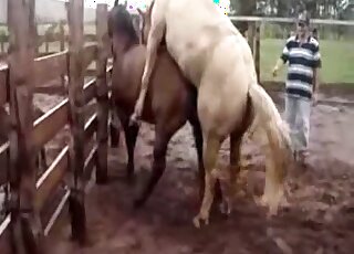 Outdoor horse-on-horse fucking with a hung brown stallion in HD