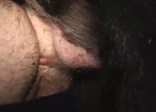 Different angles of male bestiality with a dude bottoming for pigs