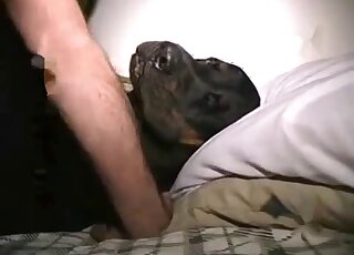 Guy with big balls confidently fucking a black animal in missionary