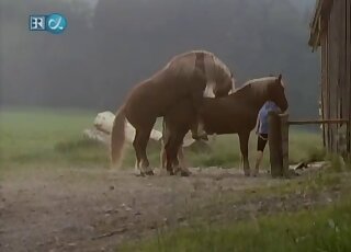 Outdoor fucking with two sexy horses that enjoy passionate banging