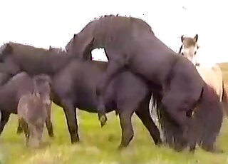 PMV animal sex compilation - Wild horses are crazy about hard fucking