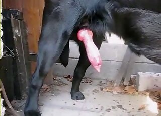 Amateur zoo porn video shows giant animal dick oozing hot sperm