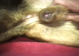 Skinny guy lets the dog eat his butt after anal banging