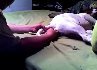 Aroused guy treats his dog with anal toying and pussy fingering