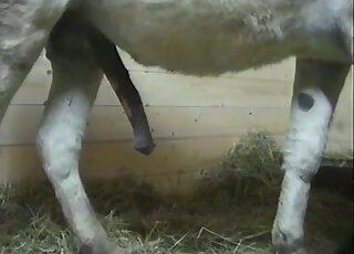 Animal porn - Copulation between donkeys in heat was caught on camera