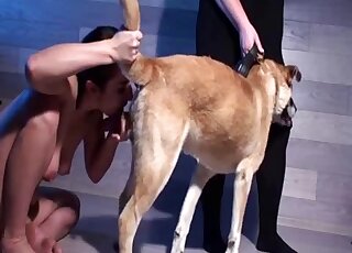 Busty brunette gal needs to lick dog pecker on camera