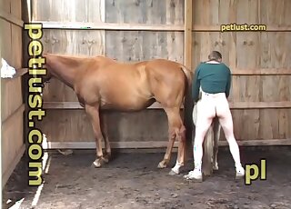 Young hunk is having zoo sex fun with big and petit horses