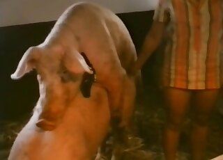 Vintage zoo sex video with fat pig in the main role