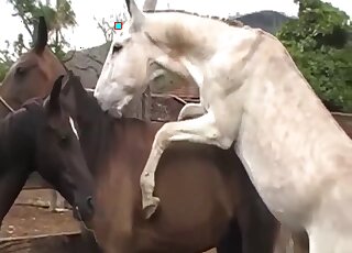 Awesome fucking movie showing a sexy goat that fucks mare pussy hard