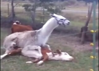 Sexy cow enjoying sideways sex in the grass with this alpaca or smth