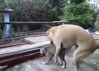 Appealing animal finds another animal to fuck in a kinky outdoor vid