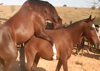 Zoophilia porn lover watches stallion roughly fucking his female