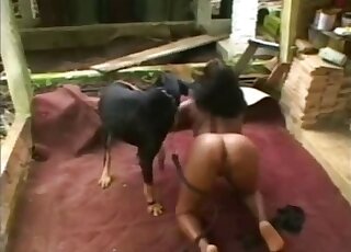 Rotweiller fucks tanned beauty in the ass and comes on her