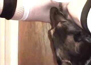 Sexy amateur spreads legs wide for the dog to lick her properly