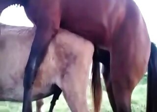 Stallion fucks female horse for the delight of the guy filming