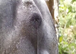 Aroused blonde plays with the pig's cock  in very intimate manners