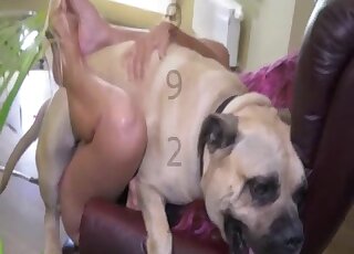 Corset-wearing bitch in a wig spreads her legs to let his dog fuck