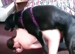 Big black dog's hard shaft gets sucked and then used to fuck a hot bitch