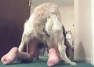 White fluffy dog passionately bangs wet twat of a horny babe