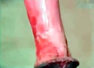 Zoo porn demonstrates passionate sex with horses from various angles