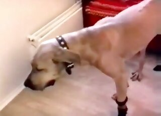 Busty short-haired slut stuffs her dog's dick inside her pussy hole