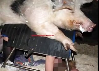 Compilation of zoo porn scenes featuring horny bitch and pig