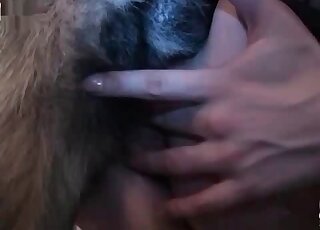 Nasty babe gives her wet shaved cunt to her dog and gets screwed