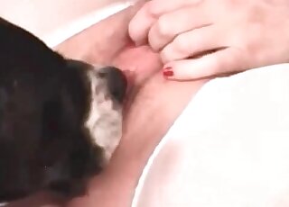 Agile doggie licks wet pussy of a horny bitch till she cums