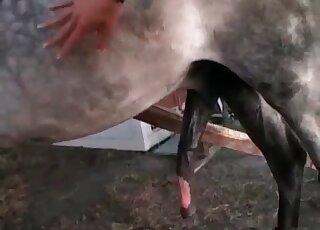 Skinny chick masturbates pussy while giving a hot blowjob to a stallion