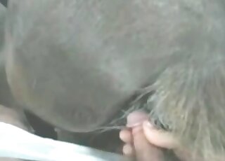 Pervert shoves his dick into a horse’s ass and bangs the animal hard