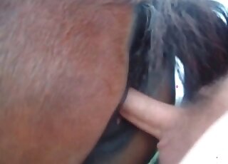 Fucking a big horse in the barn makes the crazy dude achieve orgasm