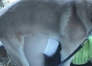 Filthy mature chick likes having oral sex an fucking her horny dog