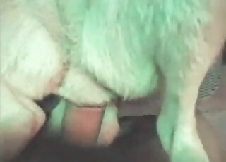 Nasty guy explores tight hole of his dog with his thick hard cock