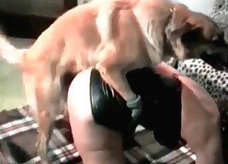 Bestiality sex obsessed mature teaches her dog to go for her cunt