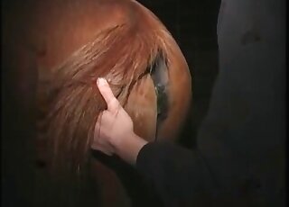 Shameless pervert comes to fuck a horse and enjoys it to the fullest