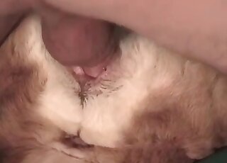 Animal sex loving dude inserts his dick in dog’s pussy for a hot fuck