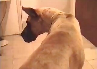 Animal sex addicted dude stuffs his dog with his huge hairy cock