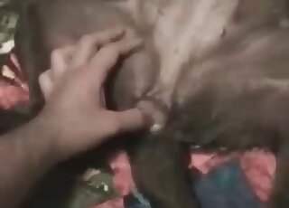 Fat pervert inserts penis into his pet dog and bangs the animal hard