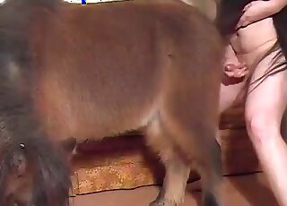 Dude jerks off on a pony and wants the animal to get cum on face